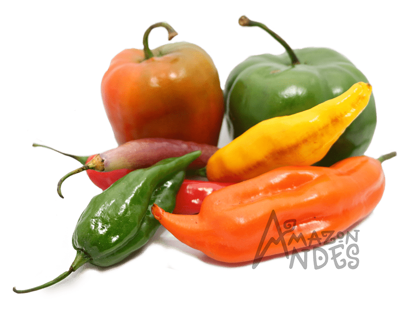 Assortment of native Peruvian peppers in red, orange, yellow and green
